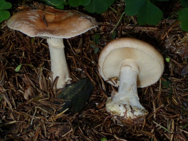 Leucocortinarius bulbiger, Knolliger Schleierritterling